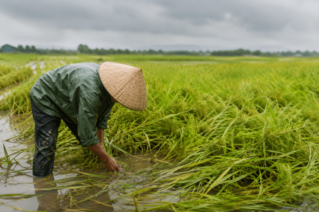 Sau mưa bão, làm gì để giúp lúa mùa nhanh phục&nbsp;hồi?