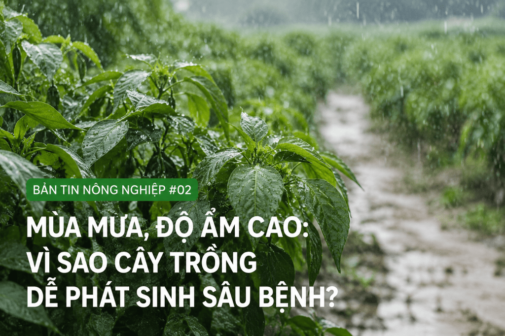 Mùa mưa, độ ẩm cao: Vì sao cây trồng dễ phát sinh sâu&nbsp;bệnh?
